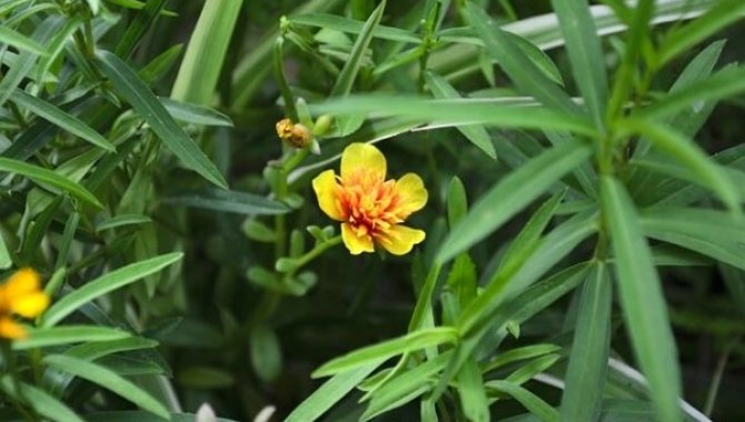 Yemeklere baharat olarak katılan "tarhun otu" lokum ve dondurmaya aroma oldu