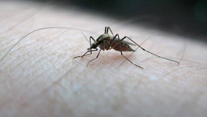 Dünya Sağlık Örgütü, Çin'in sıtma hastalığını yendiğini duyurdu