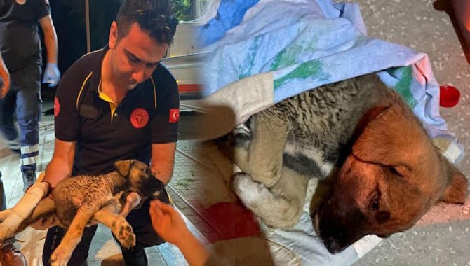 Afyonkarahisar'da 112 ekibi, yaralı köpeğin yardımına koştu