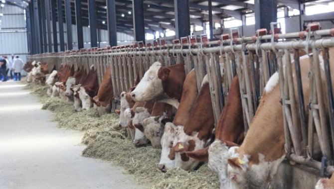 Bolu'da hayvan hastalıklarından temiz olduğunu ispatlayan süt üretim tesisine arilik sertifikası verildi