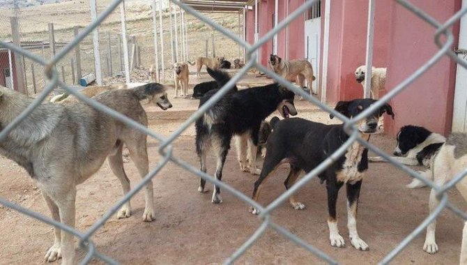 Mardin'de belediye Sokak Hayvanları Rehabilitasyon Merkezi'ne yönelik iddialarla ilgili açıklama yaptı