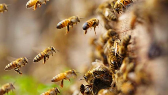 Tekirdağ'da arıların soktuğu 5 kişiden biri öldü