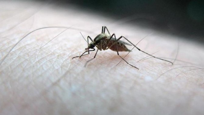 Böcek bilimcilerden Asya Kaplan Sivrisineği uyarısı
