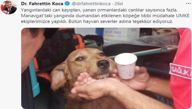 UMKE, Manavgat'ta dumandan etkilenen köpeğe tıbbi müdahalede bulundu