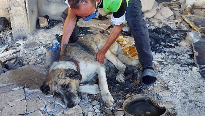 Manavgat'taki orman yangınından yaralı kurtulan "Şanslı"ya şefkat eli