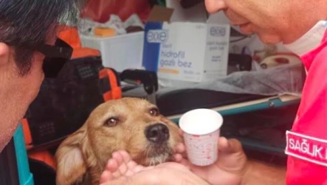 Dumandan Etkilenen Köpeğe Tıbbi Müdahale Yapıldı.