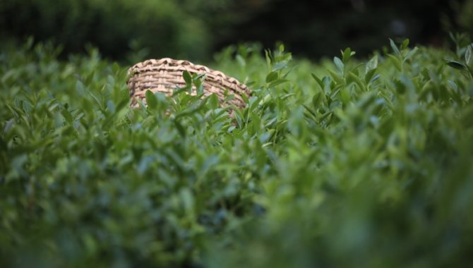 ÇAYKUR'un beyaz çay stokları tükendi