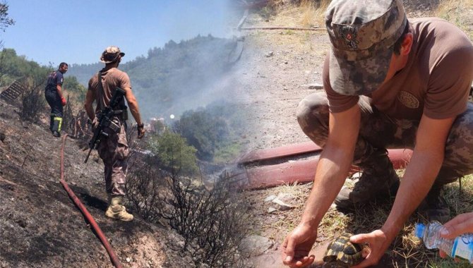 Manavgat'taki yangında mahsur kalan kaplumbağayı Kocaeli itfaiyesi kurtardı