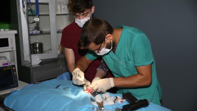 Ordu'da sokak hayvanları şefkatli ellerde sağlıklarına kavuşuyor