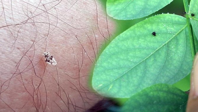 Trakya'da kuraklık nedeniyle dantel böceğinin popülasyonu arttı