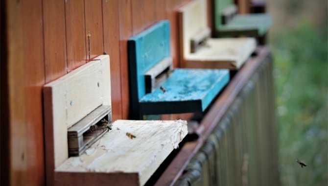 Arı sesinin rahatlatıcı etkisi için oluşturulan "arı yatağı"ndan 6 yılda 100 kişi faydalandı