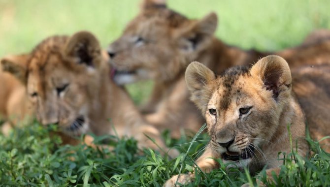 Bursa Hayvanat Bahçesi'nde dünyaya gözlerini açan aslanlar yeni yuvalarına alıştı