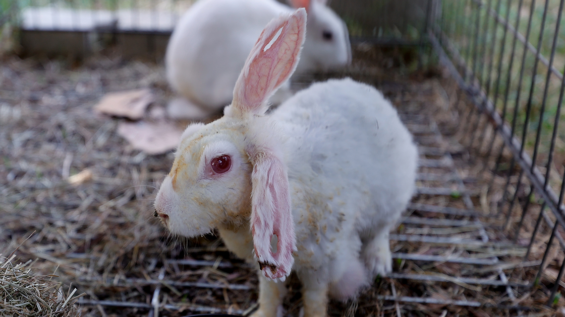 Orman yangınlarında yaralanan hayvanlar hem şifaya hem de yeni sahiplerine kavuştu