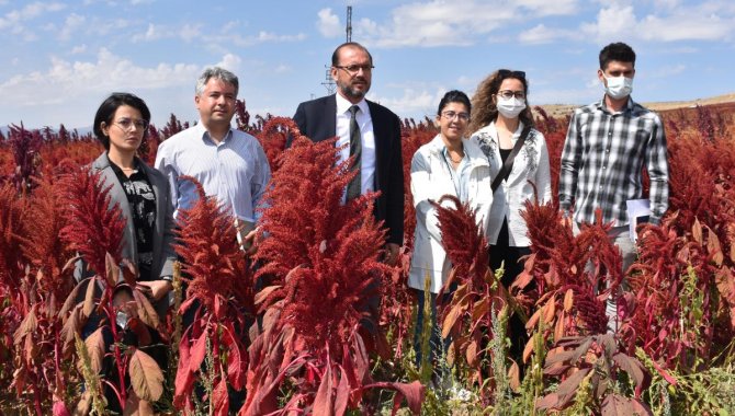 Afyonkarahisar'da amarant bitkisinin hasadına başlandı