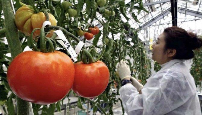 Genom düzenlemesi uygulanmış domateslerin Japonya'da satışa sunulacağı bildirildi.