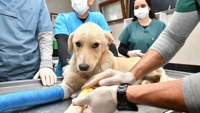 Samsun'da 10 ayda 2 bin 83 sokak hayvanı tedavi edildi