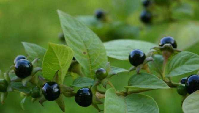 Giresun'da "güzelavrat" otundan zehirlenen 8 kişi hastaneye kaldırıldı