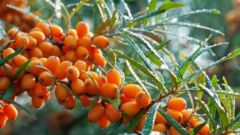 Yabani iğde birçok hastalığa iyi geliyor