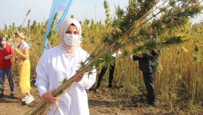 Samsun'da narlı kenevir hasadı yapıldı