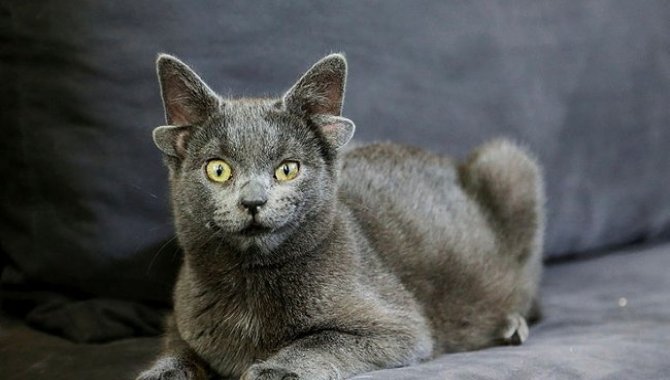 Dört kulaklı kedi "Midas"ın sosyal medya hesabı büyük ilgi görüyor