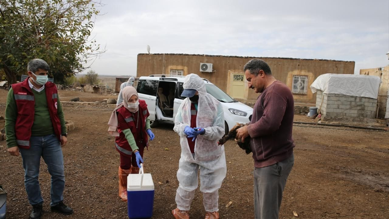 Mardin'de kuş gribine karşı kanatlı hayvanlar sağlık taramasından geçirildi