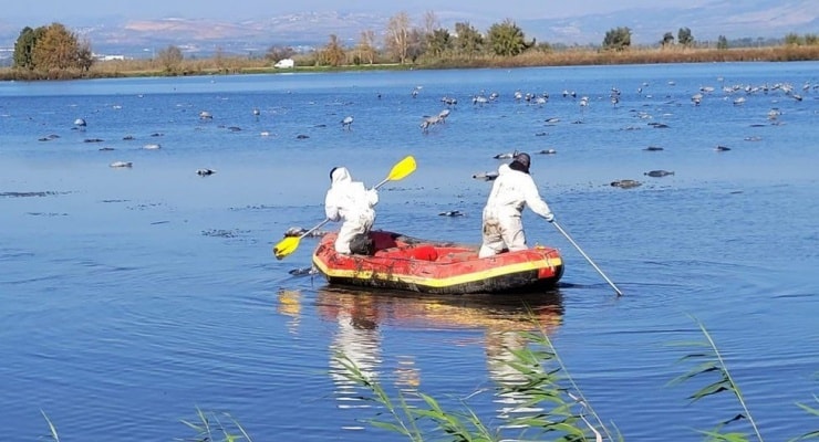 İsrail'deki Hula Gölü'nde kuş gribi salgını 5 binden fazla turnanın ölümüne neden oldu