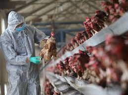 ABD'de kuş gribi salgını nedeniyle 85 bin kümes hayvanı itlaf edildi