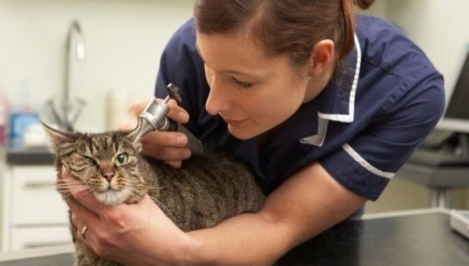 Uzmanlardan FIP'e yakalanan kedilere tedavi uyarısı