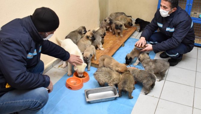 Erzurum'da donmak üzereyken bulunan 63 köpek yavrusunun durumu iyi