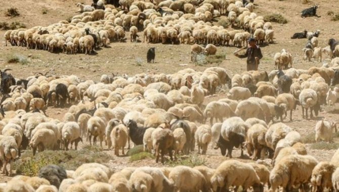 Burdur'da çiçek hastalığı nedeniyle küçükbaş hayvan hareketliliği kısıtlandı