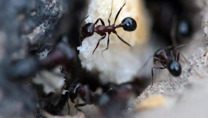 Araştırmaya göre, karıncalar kanserli hücreleri koklayarak ayırt edebiliyor