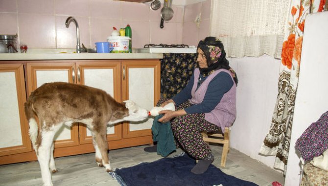 Ameliyattan sonra "Şere" yaşamını ahırda değil evde sürdürüyor