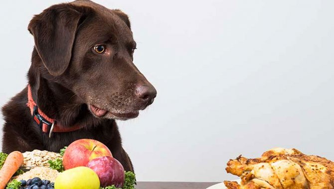 Araştırma: Vegan beslenme köpekler için daha sağlıklı