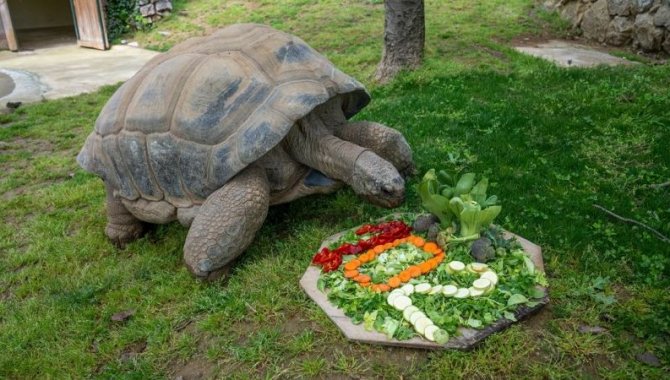 Kaplumbağa "Tuki" 102 yaşına girdi