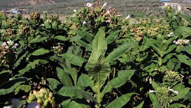 Dünyada her yıl tütün yetiştirmek için yaklaşık 3,5 milyon hektar alan yok ediliyor