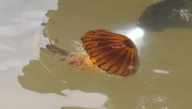 Yalova sahillerinde zehirli pusula denizanası görüldü