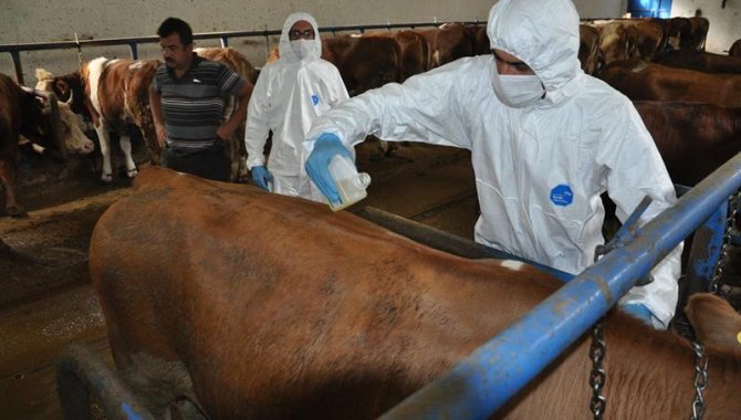 Tokat'ta kene ile mücadele kapsamında tüm büyükbaş hayvanlar ilaçlanıyor