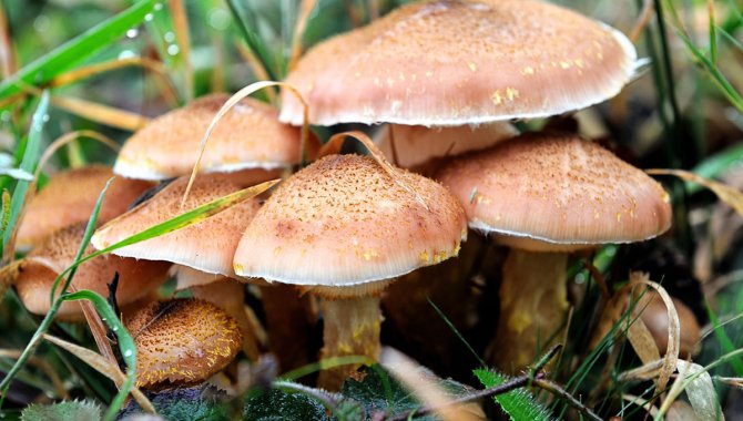 Giresun'da yedikleri mantardan zehirlenen 14 kişi tedavi altına alındı