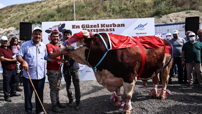 İstanbul'da "en güzel" büyükbaş kurbanlıklar yarıştı