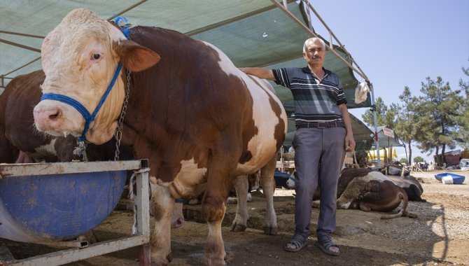 Veteriner hekimlerden kurbanlık alacaklara "küpe" ve "pasaport" uyarısı