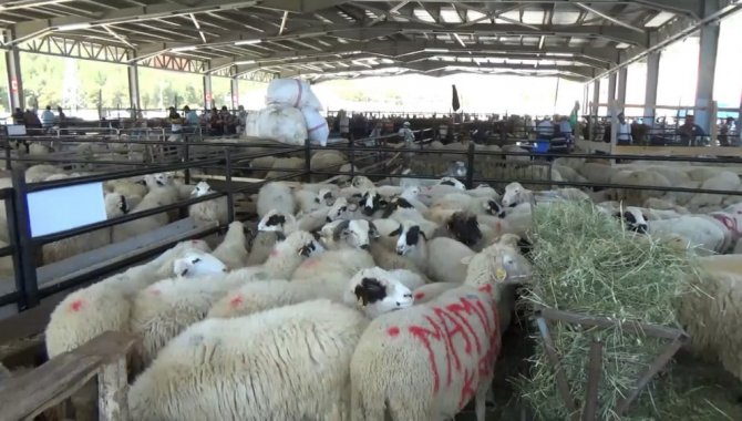 Boyabat'ta kurbanlık satışları başladı