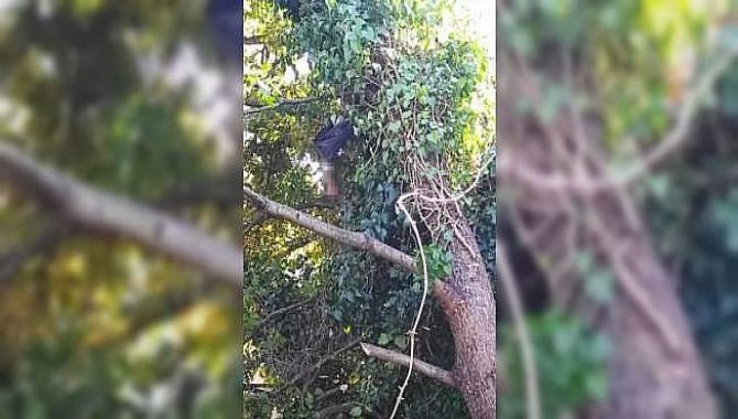 İzmir'de dal kesmek için çıktığı ağaçtan düşen muhtar öldü