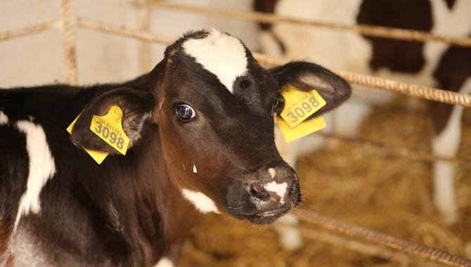 "Kurbanlıkların küpelerini atmayın" uyarısı