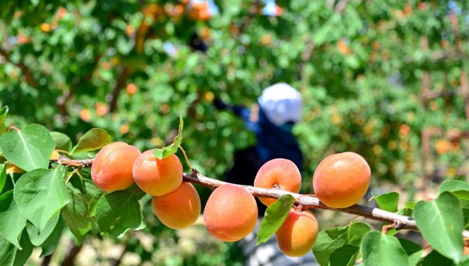 Malatya'da mevsimlik tarım işçilerinin "mişmiş" mesaisi başladı