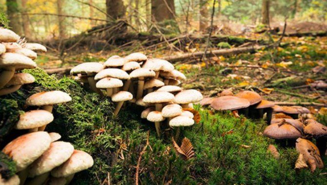 Giresun'da yedikleri mantardan zehirlenen 14 kişiden 8'i taburcu edildi