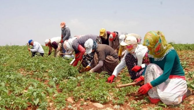 Düzce'de mevsimlik tarım işçilerinin çalışma şartlarına ilişkin kararlar alındı