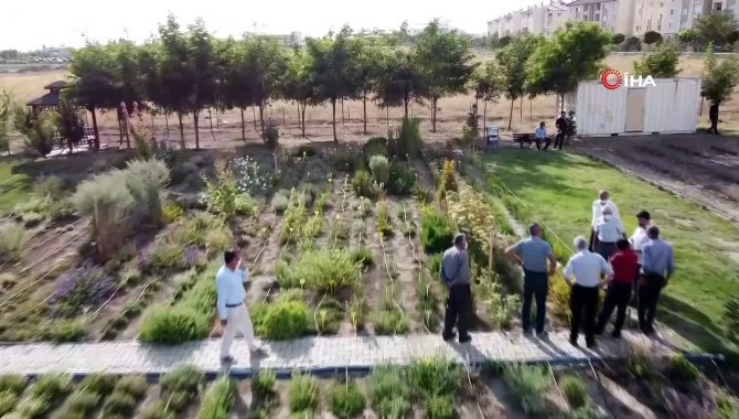 Van'da akademisyenler yetiştirdikleri tıbbi ve aromatik bitkilerin hasadına hazırlanıyor