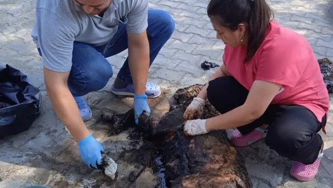 Bursa'da zifte yapışan 4 köpek kurtarıldı, 3'ü telef oldu