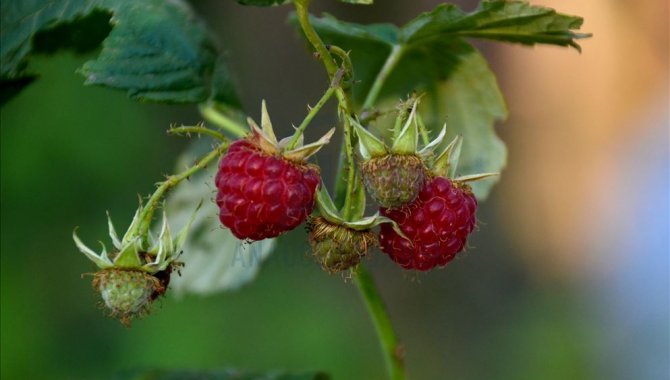 Kars'ta yüksek rakımda yetişen doğal yer çilekleri toplanmaya başlandı