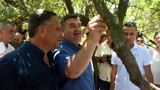 Çeşme'de sakız hasat töreni gerçekleştirildi